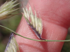 Bouteloua chondrosioides