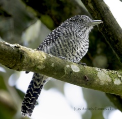 Thamnophilus multistriatus