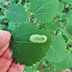 Phyllonorycter comparella
