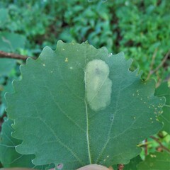 Phyllonorycter comparella