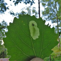 Phyllonorycter comparella