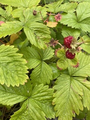 Fragaria vesca