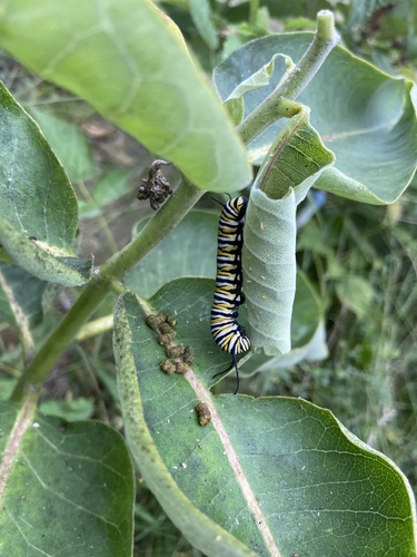 Monarch photographed in North Dakota