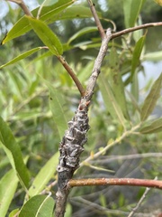 Rabdophaga salicistriticoides