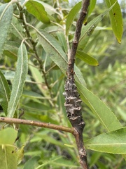 Rabdophaga salicistriticoides