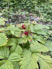 Fragaria vesca