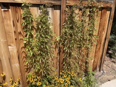 Popillia japonica