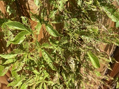 Popillia japonica