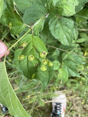 Parallelodiplosis subtruncata