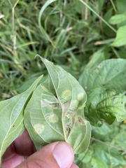 Parallelodiplosis subtruncata