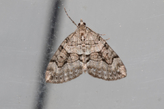 Thera contractata