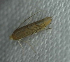 Phyllonorycter messaniella