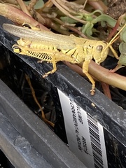 Melanoplus differentialis