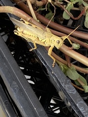 Melanoplus differentialis