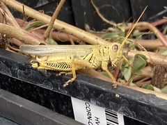 Melanoplus differentialis