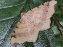 Macaria shanghaisaria