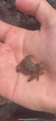 Pilodius areolatus