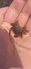 Pilodius areolatus