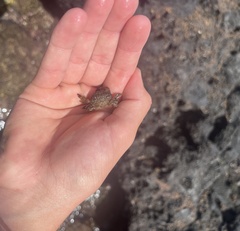 Pilodius areolatus
