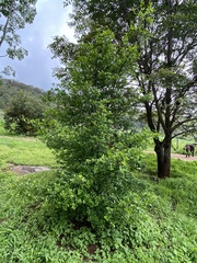 Diospyros xolocotzii