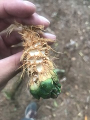 Pinus armandi mastersiana