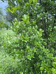 Diospyros xolocotzii