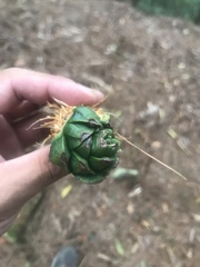 Pinus armandi mastersiana