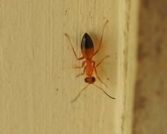 Opisthopsis
