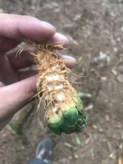 Pinus armandi mastersiana