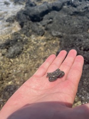 Leptodius sanguineus