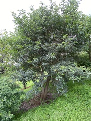 Ehretia latifolia