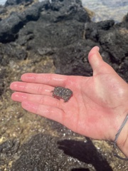 Leptodius sanguineus