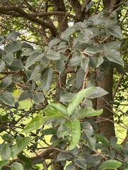 Ehretia latifolia