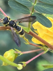Cerceris