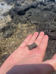 Leptodius sanguineus