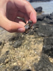 Leptodius sanguineus