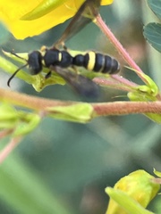 Cerceris