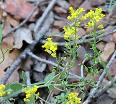 Draba helleriana