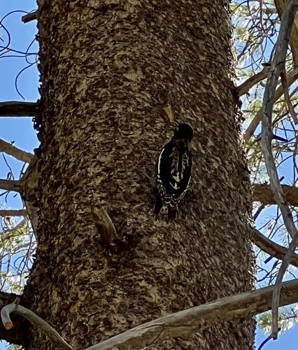 iNaturalist observation photo of Red-breasted Sapsucker