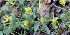 Draba helleriana