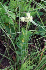 Cuscuta glomerata