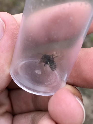 Foto von Anthidium psoraleae