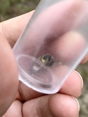 Anthidium psoraleae