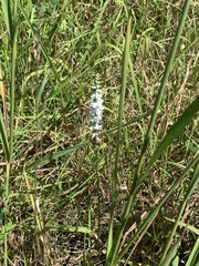Spiranthes lacera