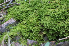 Ctenidium molluscum