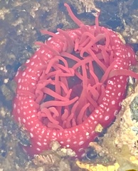 Cribrinopsis albopunctata