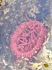 Cribrinopsis albopunctata