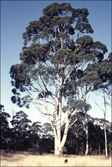 Eucalyptus pulchella