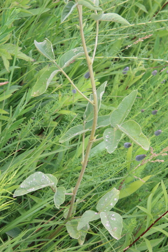 Image of Desmodium illinoense by (c) psweet, some rights reserved (CC BY-SA)