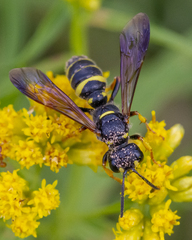 Cerceris atramontensis